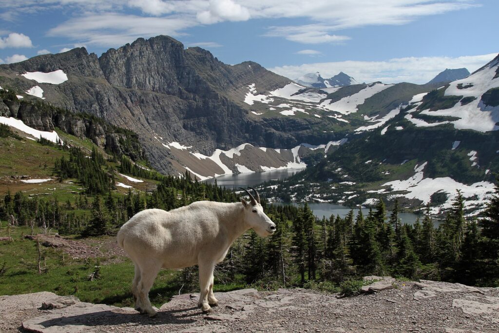 mountain goat at hidden lake in Glacier National Park
